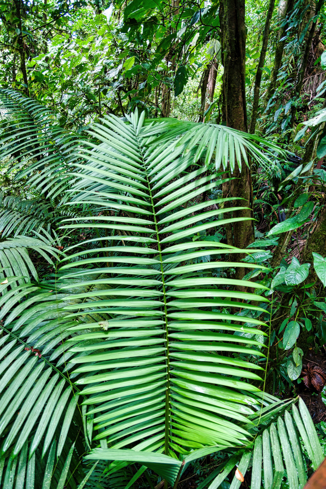 Palmblätter im Hängebrückenpark nahe dem Vulkan Arenal